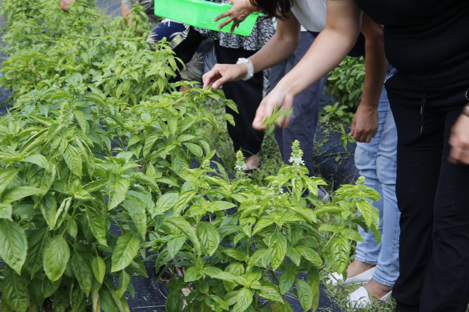 思凡自然農園