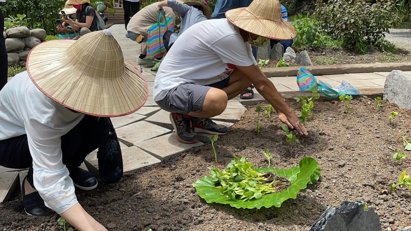 戴著斗笠蹲在菜畦邊,把菜苗種進土裡