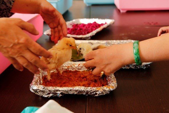 規劃師動物療育課程：捧在手心的小雞